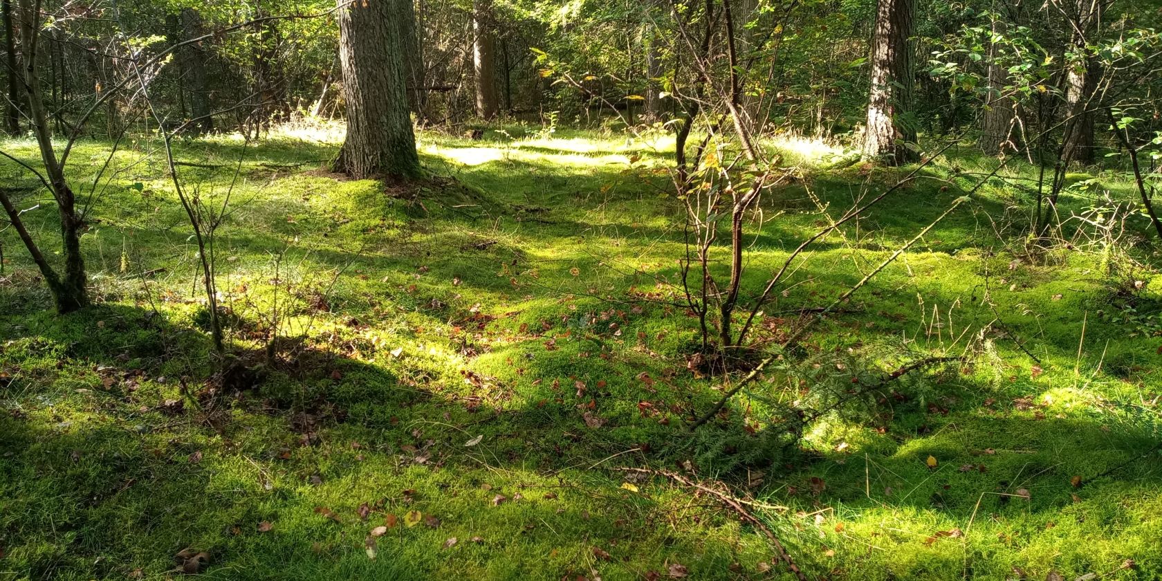 Entspannen im Wald auf moosigen Wegen, © Marion Thishen-Hendess Entspannen im Wald auf moosigen Wegen, © Marion Thishen-Hendess