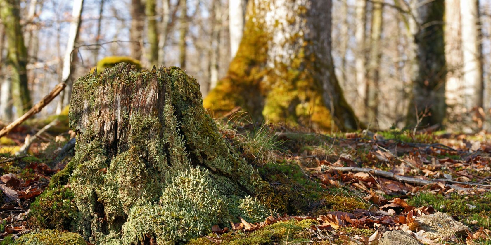 FotoportalLUXFOX-min, © Naturpark Aukrug FotoportalLUXFOX-min, © Naturpark Aukrug