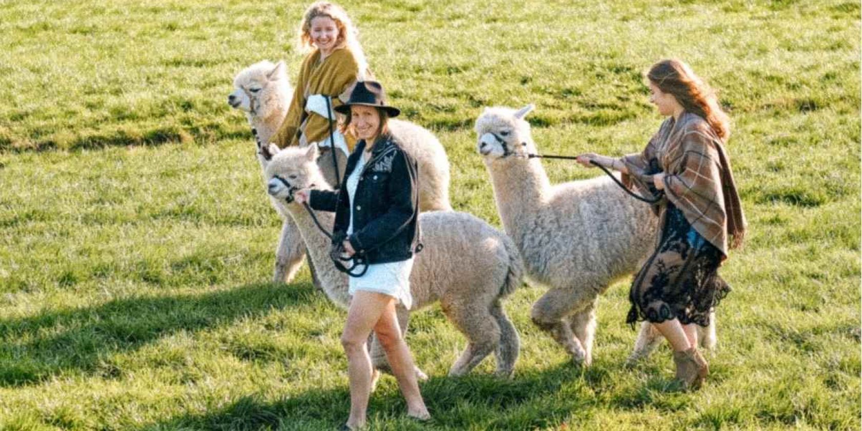 Waytalla Alpakas - Alpaka-Wanderung bei Stade / Hamburg, © Waytalla Alpakas GmbH Waytalla Alpakas - Alpaka-Wanderung bei Stade / Hamburg, © Waytalla Alpakas GmbH