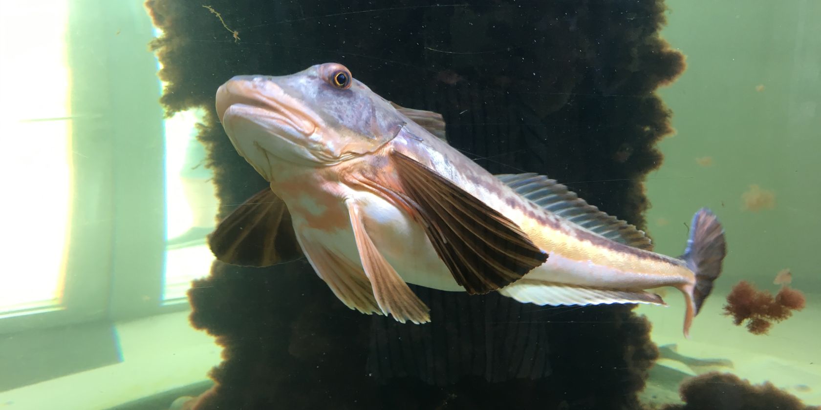 öffentliche Aquarienfütterung, immer Mittwochs um 15.30 Uhr, ohne vorherige Anmeldung, © NPH öffentliche Aquarienfütterung, immer Mittwochs um 15.30 Uhr, ohne vorherige Anmeldung, © NPH