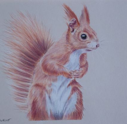 Zeichenworkshop: Eichhörnchen in Buntstift, © Mientje Schultz Zeichenworkshop: Eichhörnchen in Buntstift, © Mientje Schultz