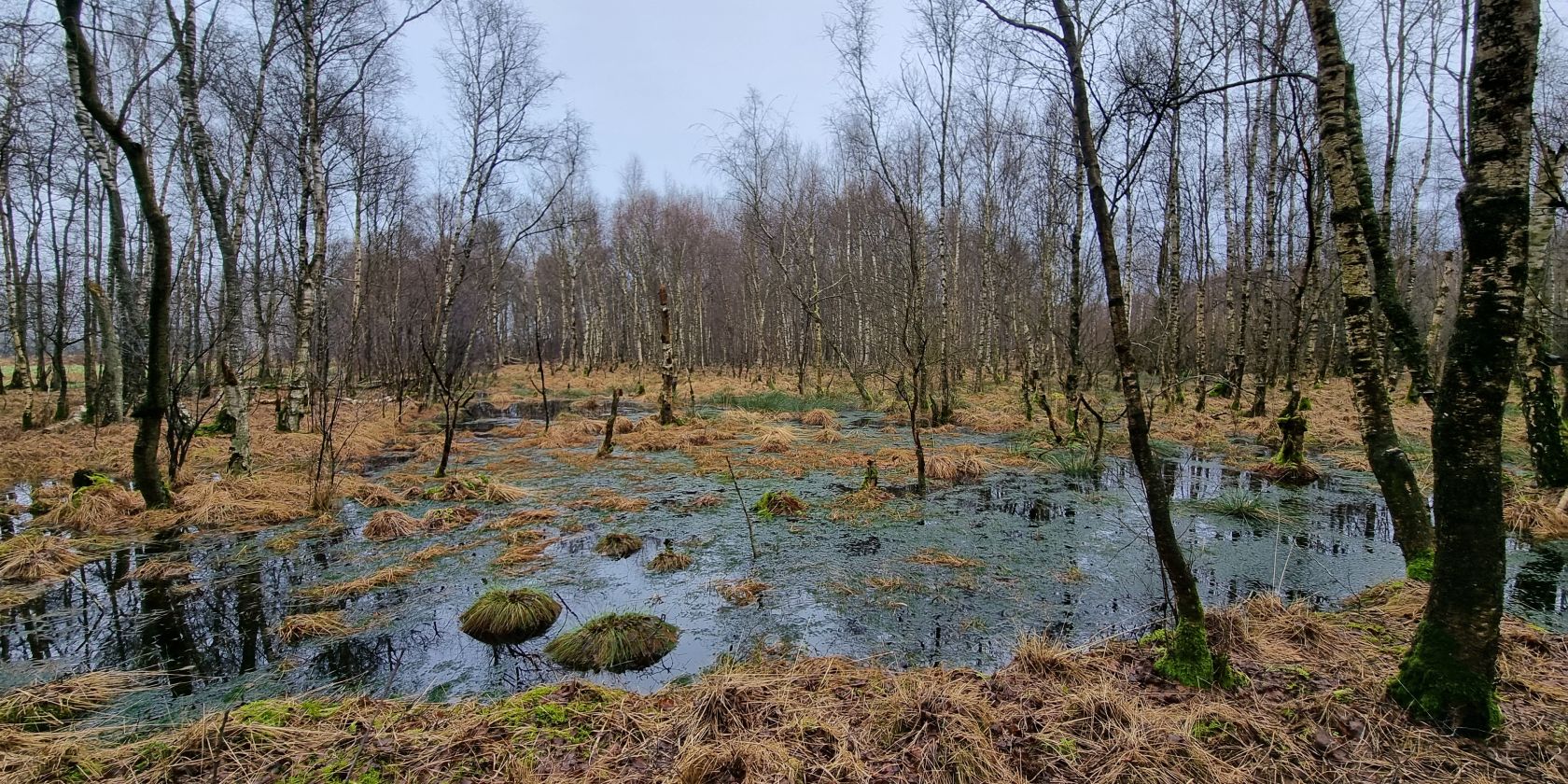 Entkusseln Luhnstedter Moor, © Naturpark Aukrug e.V. Entkusseln Luhnstedter Moor, © Naturpark Aukrug e.V.
