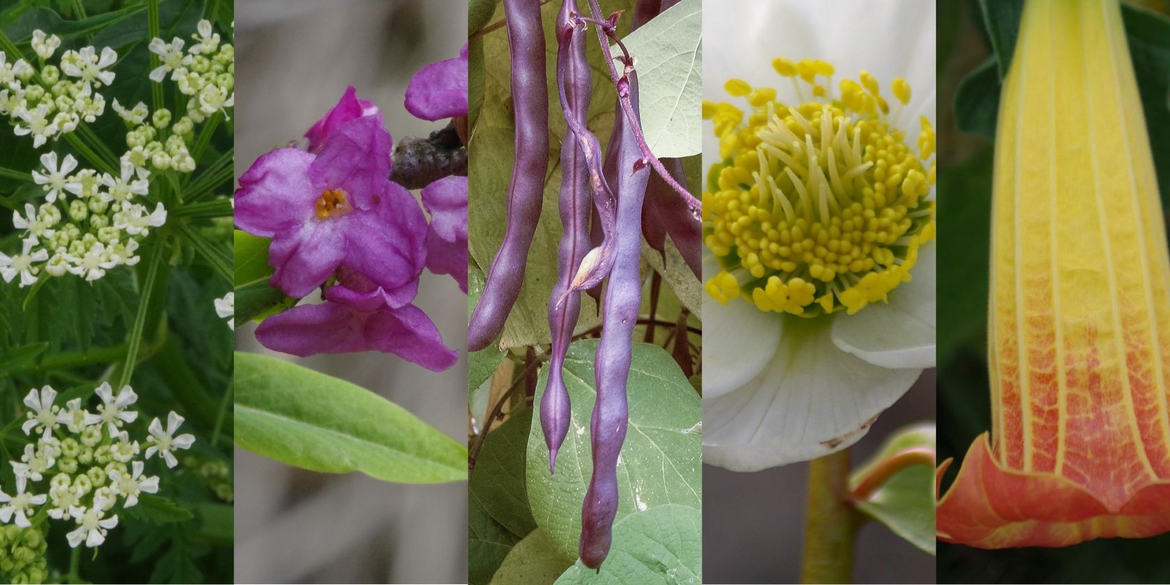 Giftpflanze des Jahres - Kandidaten2026, © Helge Masch Giftpflanze des Jahres - Kandidaten2026, © Helge Masch