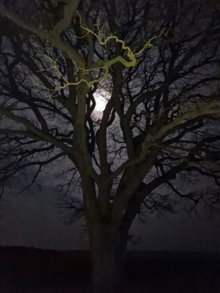 Vollmond, © gehstein Vollmond, © gehstein