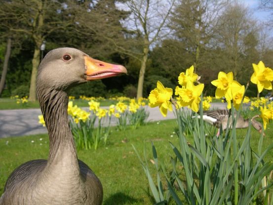termin_22.03.26_14.04.09 Graugänse O.F. 09, © Neuntöter - Verein für Forschung und Vielfalt e. V. termin_22.03.26_14.04.09 Graugänse O.F. 09, © Neuntöter - Verein für Forschung und Vielfalt e. V.