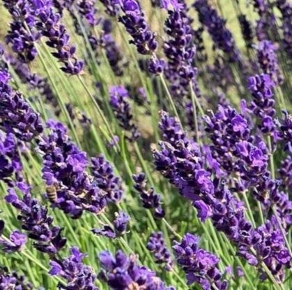 Destillations-Workshops - Workshop: Lavendel-Destillation, Quelle: Reservix Destillations-Workshops - Workshop: Lavendel-Destillation, Quelle: Reservix