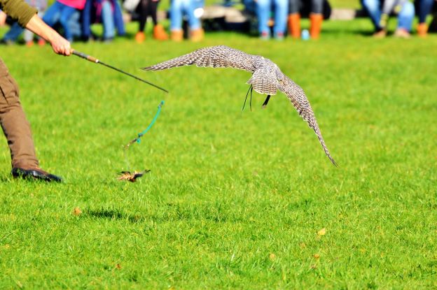 Auf leisen Schwingen, © Ralphs_Fotos, pixabay.com Auf leisen Schwingen, © Ralphs_Fotos, pixabay.com