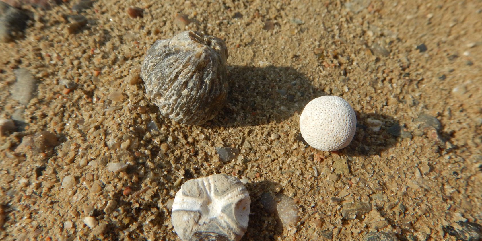 Kiesgrubenschätze - Fossilien sammeln bei Malente, © M. Wenzel, Naturpark Kiesgrubenschätze - Fossilien sammeln bei Malente, © M. Wenzel, Naturpark