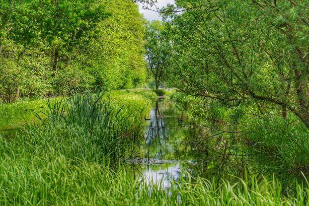 Ochsenmoor, © Naturpark Aukrug Ochsenmoor, © Naturpark Aukrug