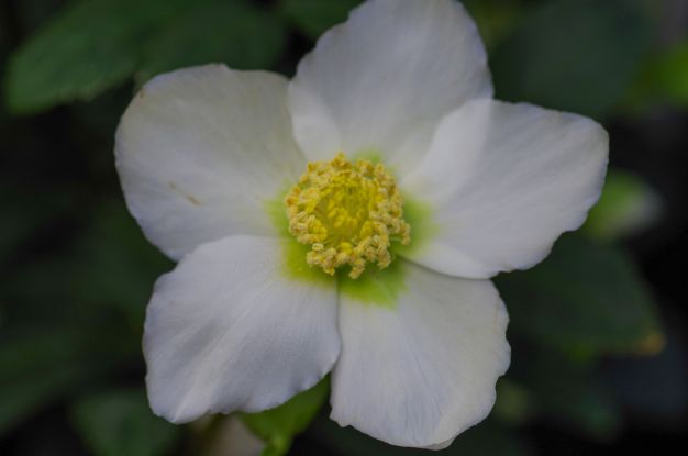 Florales Weihnachts-Atelier - Christrose, © helge.masch.de Florales Weihnachts-Atelier - Christrose, © helge.masch.de