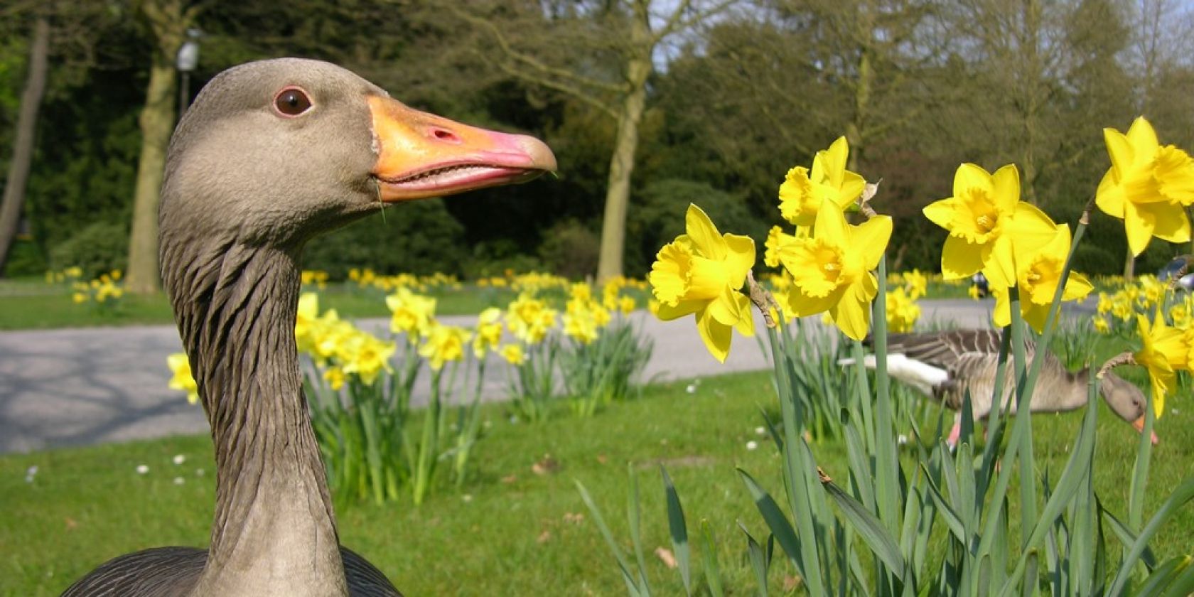 termin_22.03.26_14.04.09 Graugänse O.F. 09, © Neuntöter - Verein für Forschung und Vielfalt e. V. termin_22.03.26_14.04.09 Graugänse O.F. 09, © Neuntöter - Verein für Forschung und Vielfalt e. V.