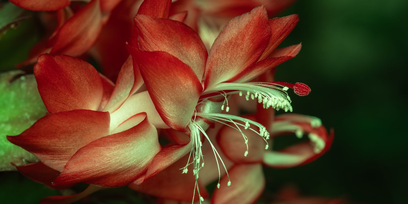 WeihnachtskaktusIMGP2423, © helge masch.de WeihnachtskaktusIMGP2423, © helge masch.de