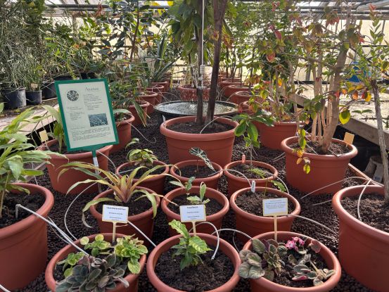 Florale Geschichten, © Helge Masch Florale Geschichten, © Helge Masch