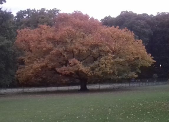 Am Reformationstag nach Wittenberg, © Hans-Peter Sumfleth Am Reformationstag nach Wittenberg, © Hans-Peter Sumfleth