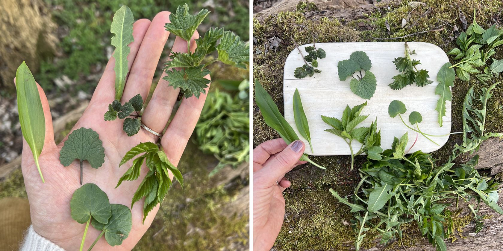 Sammeln und Anwenden von Wildkräutern in Hamburg und Schlwswig-Holstein mit Waldimpuls-Hamburg., © Claudia Keil-Werner Sammeln und Anwenden von Wildkräutern in Hamburg und Schlwswig-Holstein mit Waldimpuls-Hamburg., © Claudia Keil-Werner