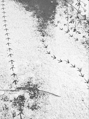 Vogelspuren im Schnee, © Martin Graf Vogelspuren im Schnee, © Martin Graf