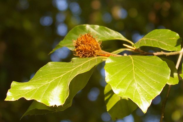 Buche, © Helge Masch Buche, © Helge Masch