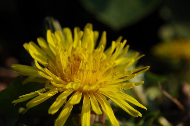 Ein Butterblümchen - der Löwenzahn, © Helge Masch Ein Butterblümchen - der Löwenzahn, © Helge Masch