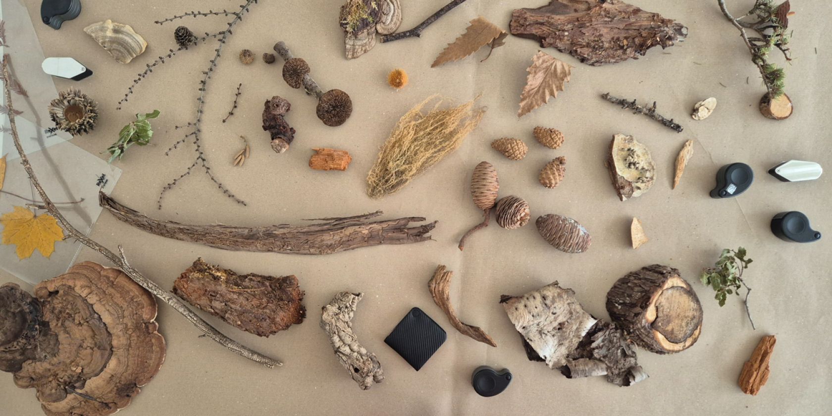 ars-eco-lab- Pilze-124725, © ars eco lab ars-eco-lab- Pilze-124725, © ars eco lab