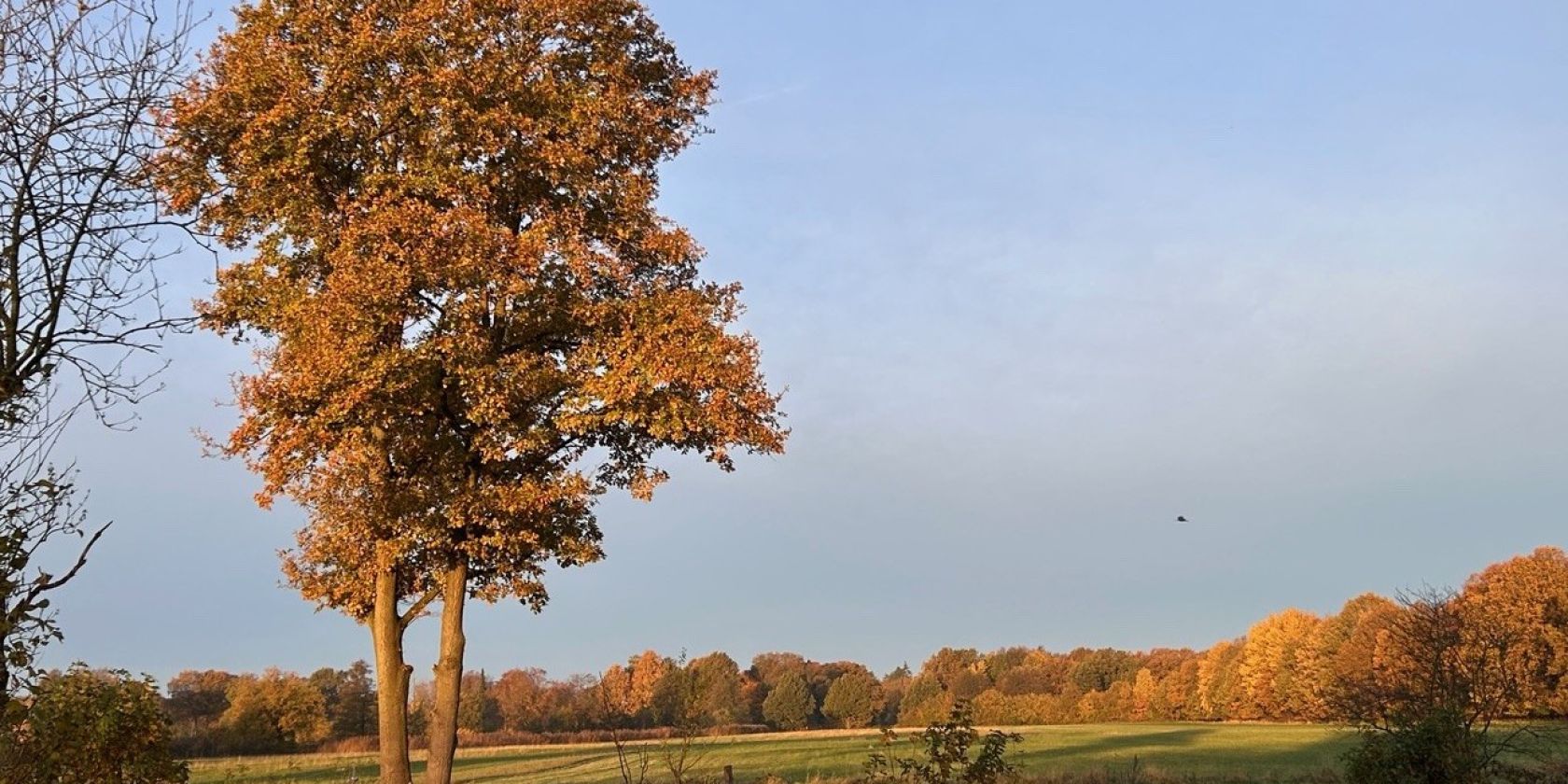 25-11-15 Knick-Pflanzaktion ©Ursula Sieg, © Ursula Sieg 25-11-15 Knick-Pflanzaktion ©Ursula Sieg, © Ursula Sieg