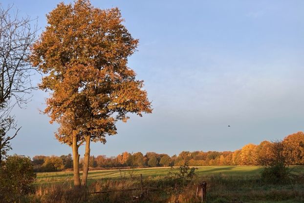 25-11-15 Knick-Pflanzaktion ©Ursula Sieg, © Ursula Sieg 25-11-15 Knick-Pflanzaktion ©Ursula Sieg, © Ursula Sieg