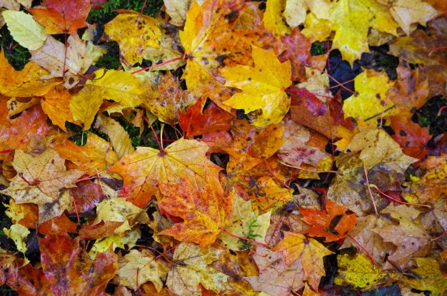 Herbstlaub vom Ahorn, © Helge Masch Herbstlaub vom Ahorn, © Helge Masch
