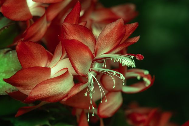 WeihnachtskaktusIMGP2423, © helge masch.de WeihnachtskaktusIMGP2423, © helge masch.de