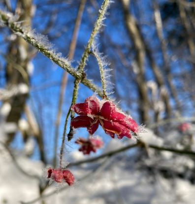 signal-2023-12-05-104908_002, © Naturpark Aukrug signal-2023-12-05-104908_002, © Naturpark Aukrug