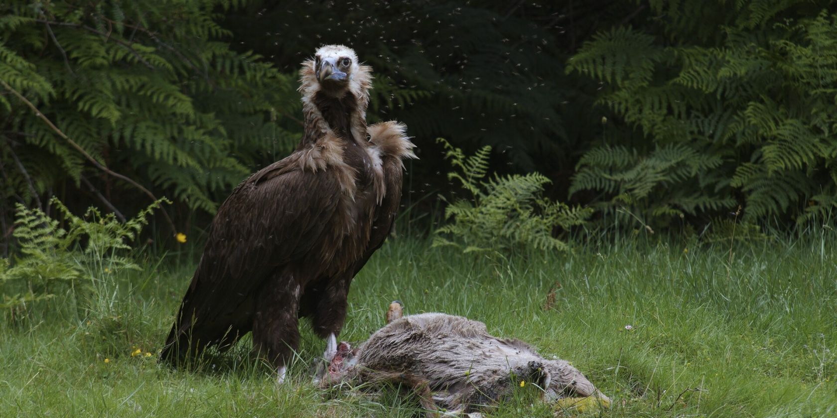 The Monk Vulture, © José Antonio Vallejo Oreja The Monk Vulture, © José Antonio Vallejo Oreja