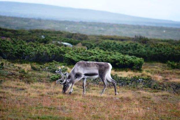 Schweden: Wasser - Wälder - Wildnis, © Wolf Leichsenring Schweden: Wasser - Wälder - Wildnis, © Wolf Leichsenring