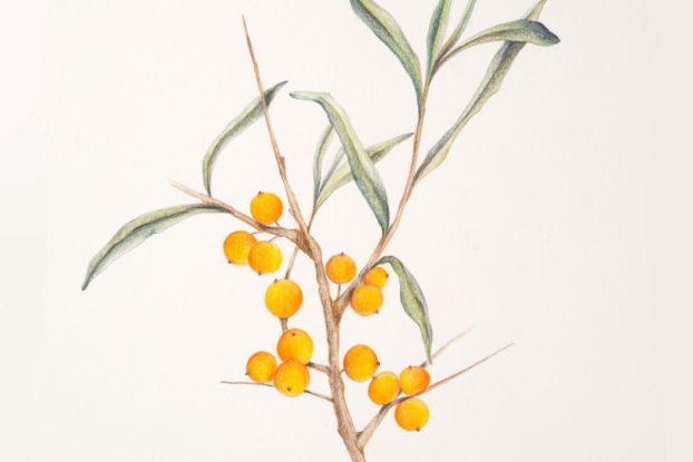 26-01-15 Zartgrüne Andachten Sanddorn ArsFlore, © ArsFlore 26-01-15 Zartgrüne Andachten Sanddorn ArsFlore, © ArsFlore