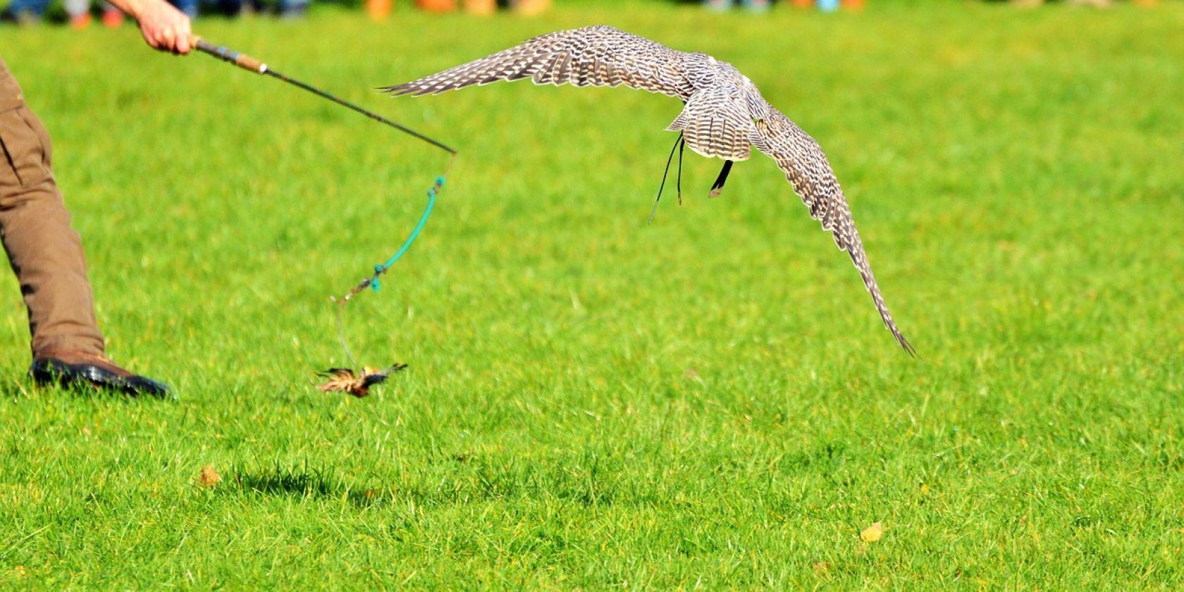 Auf leisen Schwingen, © Ralphs_Fotos, pixabay.com Auf leisen Schwingen, © Ralphs_Fotos, pixabay.com