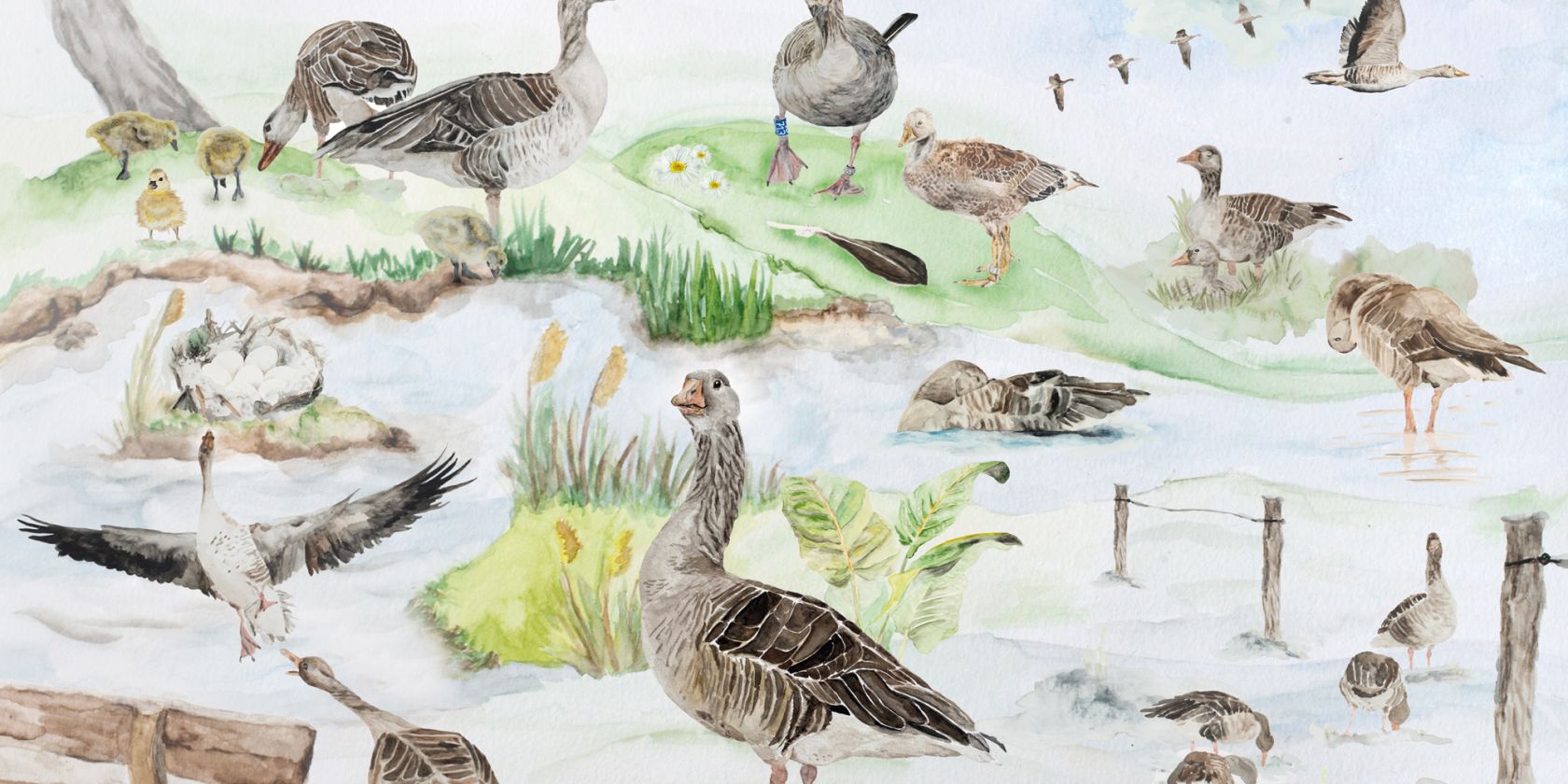 wayofthegoose_gänsejahr, © Neuntöter - Verein für Forschung und Vielfalt e. V. wayofthegoose_gänsejahr, © Neuntöter - Verein für Forschung und Vielfalt e. V.