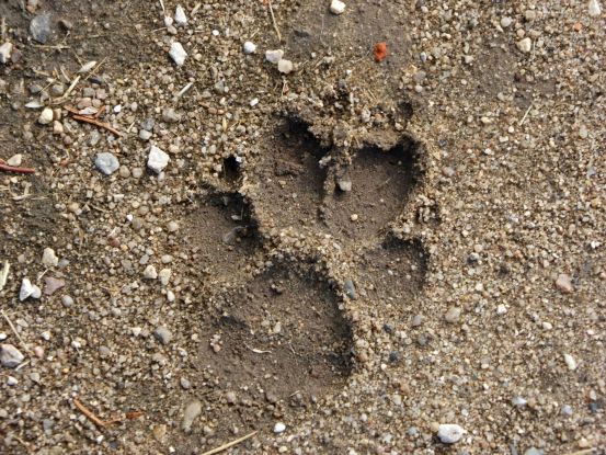 Fräulein Brehms Tierleben: Der Wolf, © VDN-Fotoportal: Gerhard Weber Fräulein Brehms Tierleben: Der Wolf, © VDN-Fotoportal: Gerhard Weber