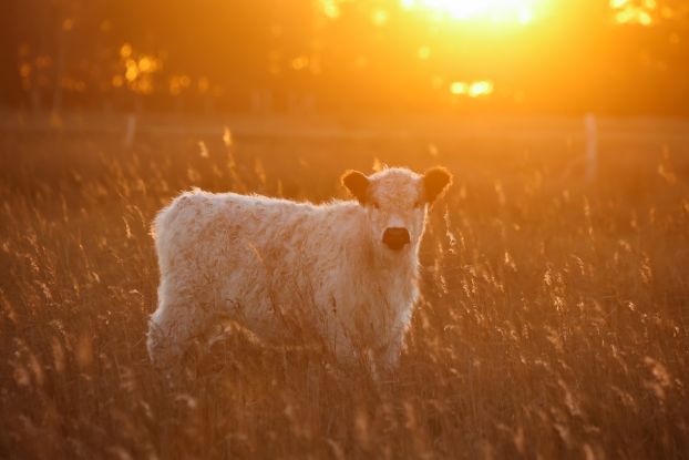 Rind im Sonnenaufgang, © Fiete Strube Rind im Sonnenaufgang, © Fiete Strube