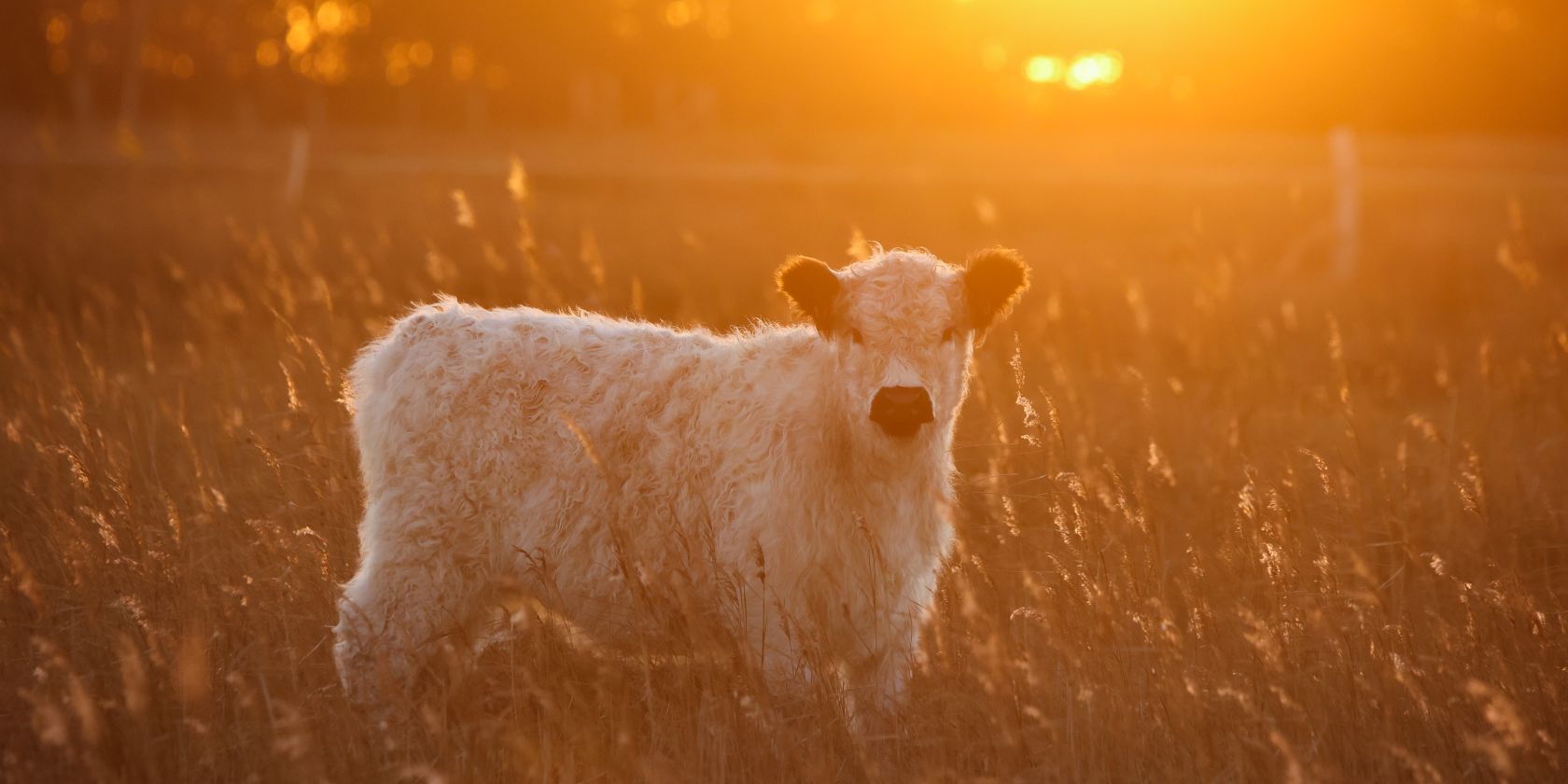 Rind im Sonnenaufgang, © Fiete Strube Rind im Sonnenaufgang, © Fiete Strube