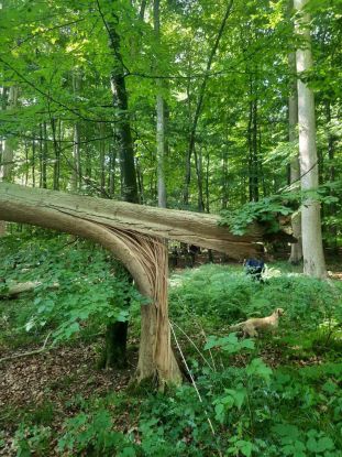 Abgestorbene Esche, © Dr. Katharina Mausolf Abgestorbene Esche, © Dr. Katharina Mausolf