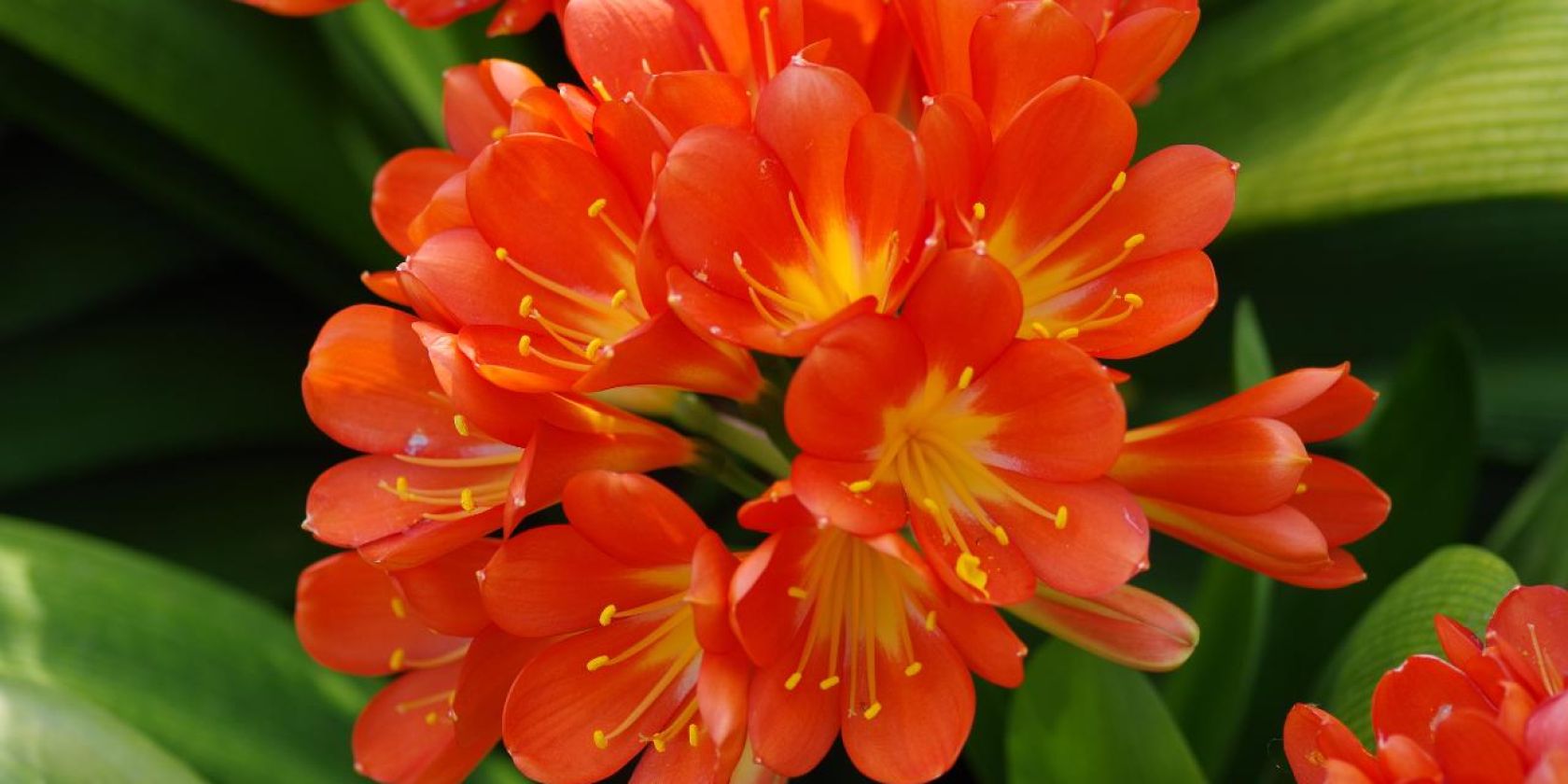 klivie, © Helge Masch klivie, © Helge Masch