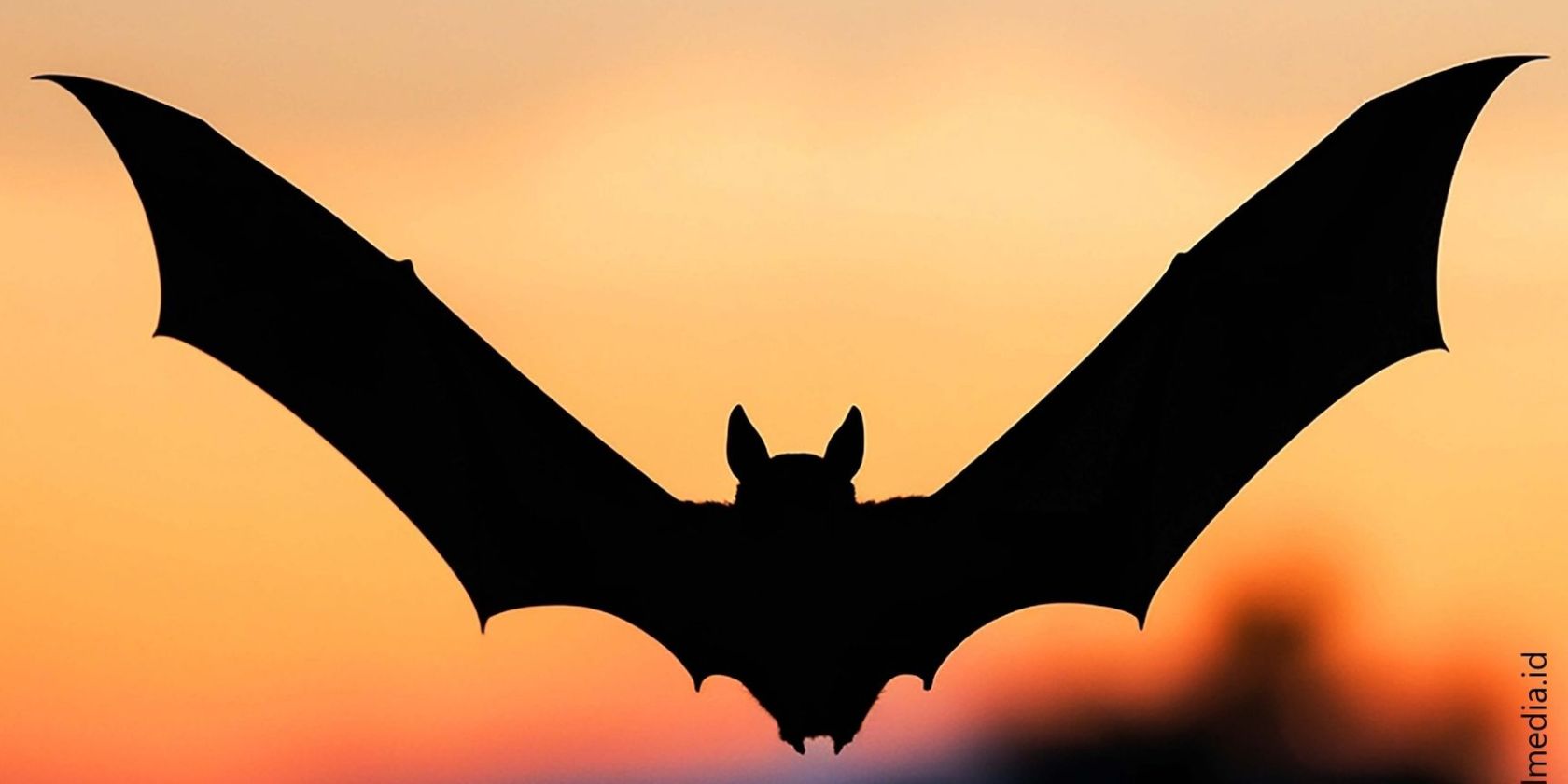 Fledermaus Führung, © Stadt Bad Bramstedt Fledermaus Führung, © Stadt Bad Bramstedt