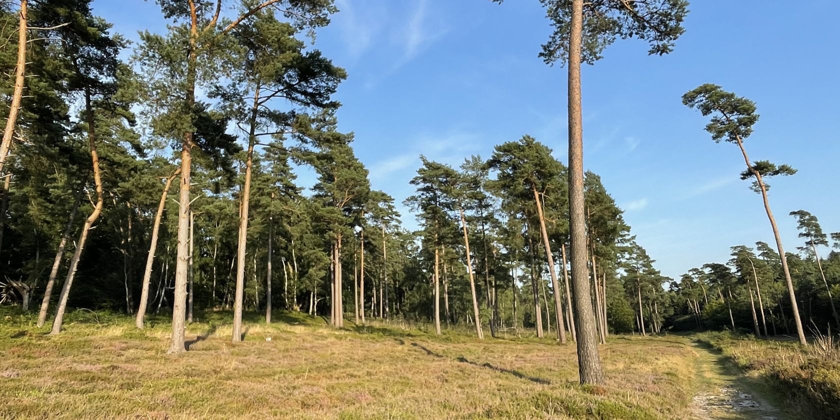 Hochsommerliches aus Wald und Flur, © Naturpark Aukrug e.V. Hochsommerliches aus Wald und Flur, © Naturpark Aukrug e.V.