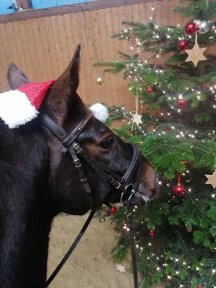 Neutral Bild Pferd mit Weihnachtsmütze u. Baum 1 CR Yvonne Hagenah, © CR Y. Hagenah Neutral Bild Pferd mit Weihnachtsmütze u. Baum 1 CR Yvonne Hagenah, © CR Y. Hagenah