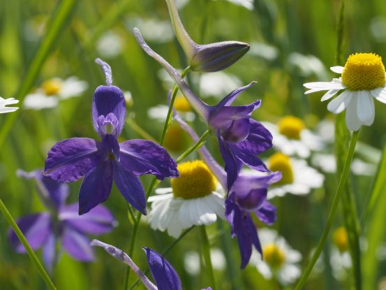 C. regalis A.Jahn 05, © Axel Jahn (Loki Schmidt Stiftung) C. regalis A.Jahn 05, © Axel Jahn (Loki Schmidt Stiftung)