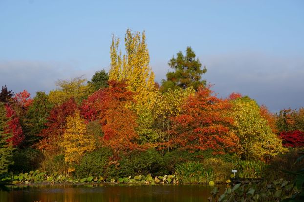 Herbstfärbung, © Urte Wurtzel Herbstfärbung, © Urte Wurtzel