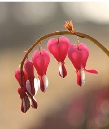 Kekse backen mit Trauernden, © pixabay.com Kekse backen mit Trauernden, © pixabay.com