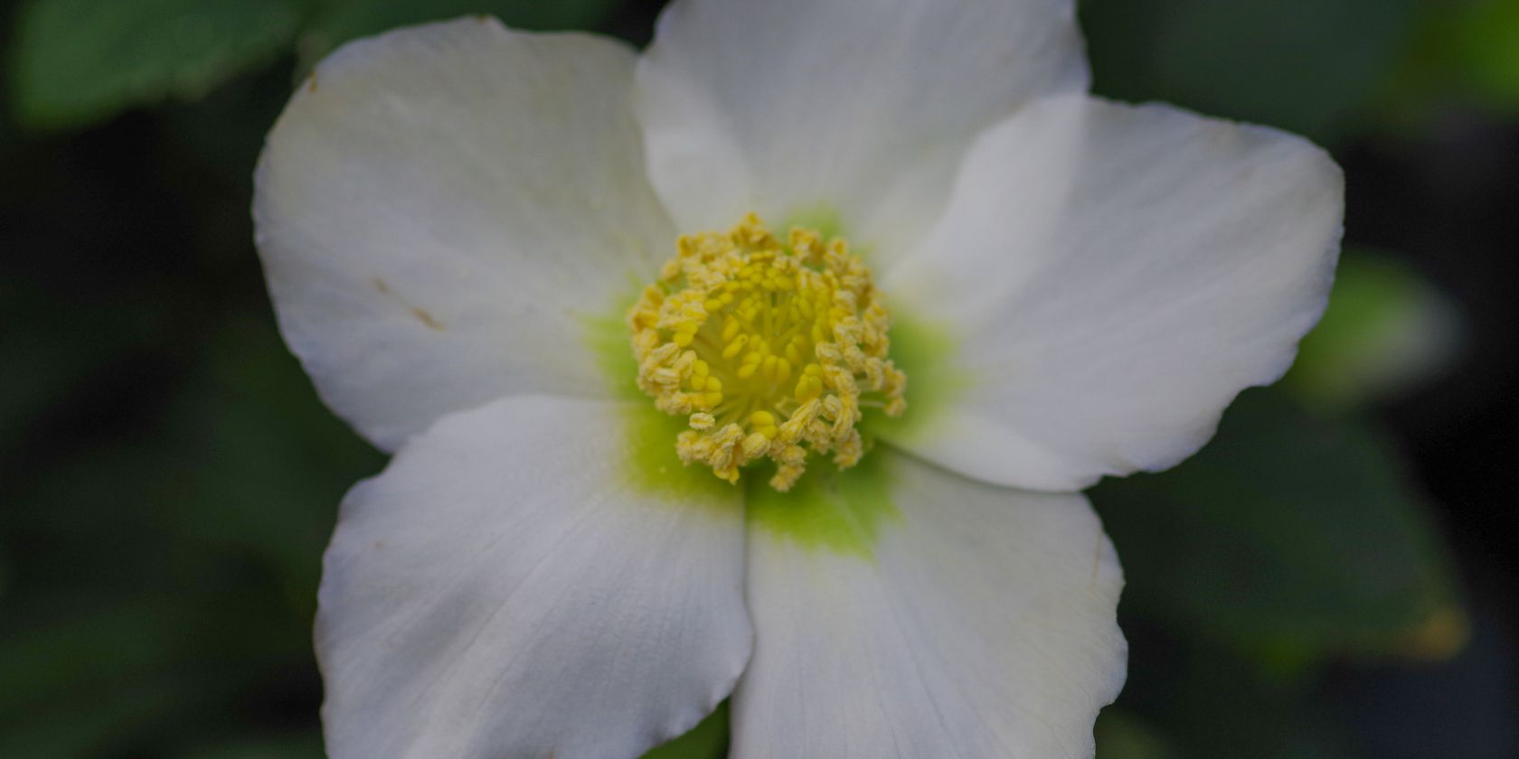 Florales Weihnachts-Atelier - Christrose, © helge.masch.de Florales Weihnachts-Atelier - Christrose, © helge.masch.de