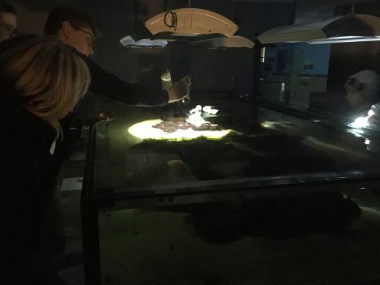 Taschenlampenführung, © Nationalpark-Haus Wurster Nordseeküste Taschenlampenführung, © Nationalpark-Haus Wurster Nordseeküste