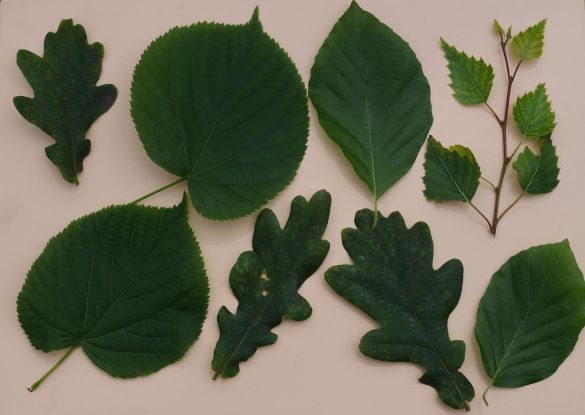 Baum-Memory, © Helge Masch Baum-Memory, © Helge Masch