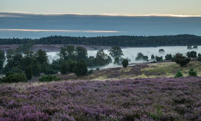 Nebelwald, © Sandra Malissa Nebelwald, © Sandra Malissa