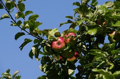 Obstgarten Haseldorf, © ADFC Pinneberg Obstgarten Haseldorf, © ADFC Pinneberg