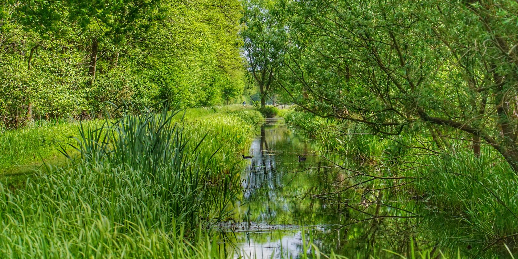 Ochsenmoor, © Naturpark Aukrug Ochsenmoor, © Naturpark Aukrug